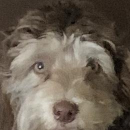 Marvel - Havanese
