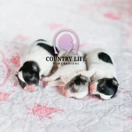 Girl 2 - Black and tan parti female Pomeranian puppy in Idaho Falls, Idaho from Country Life Pomeranians