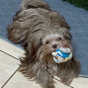 Joey - Mi-Ki