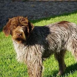Remi - Wirehaired Pointing Griffon