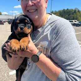 Pomsky, Rottweiler, Shetland Sheepdog, and Toy Shetland Sheepdog Puppies from Mountain High Kennels