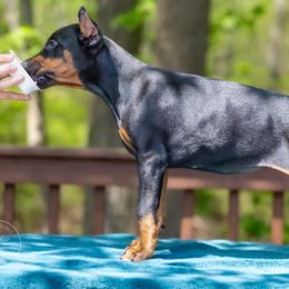Girl - Black and rust Doberman Pinscher puppy in Old Bridge, New Jersey from Wizard Ost Revolution kennel