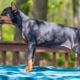 Girl - Black and rust Doberman Pinscher puppy in Old Bridge, New Jersey from Wizard Ost Revolution kennel