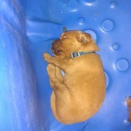 Golden Retriever Puppies from Gingersnap Golden Retrievers