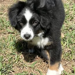 "Ripp" Miniature Australian Shepherd Puppies from Integrity Aussies Tx