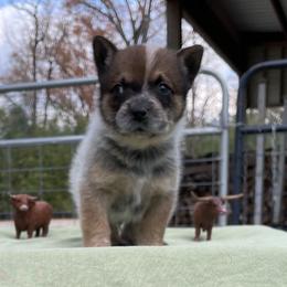 Queen Boy 1 - Blue speckled male Australian Cattle Dog puppy in Monroe, Louisiana from The Sweet Kennels