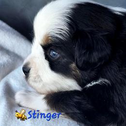 Stinger - Black tri male Toy Australian Shepherd puppy in Powell Butte, Oregon from Willow Lane Ranch