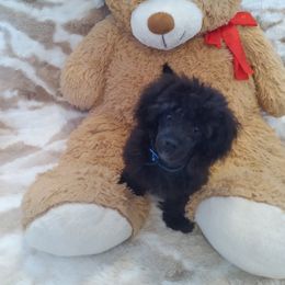 Poodle Puppies from Precious Poodle Babies