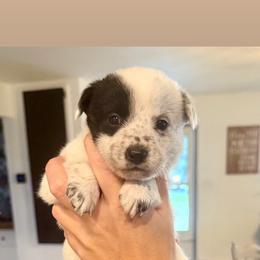1- Morgan (wade, not Wallen) - Black & white female Miniature Australian Shepherd puppy in Chilton, Wisconsin from Pointless Acres