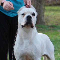 Bjorn - Dogo Argentino