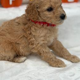 Red Lolly Pops - Apricot male Goldendoodle puppy in Rush, New York from Care Bear Puppies
