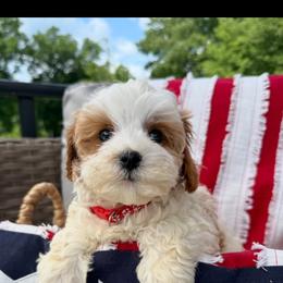 Dylan - Blenheim male Cavapoo puppy in Bozrah, Connecticut from Cedar Creek Farm