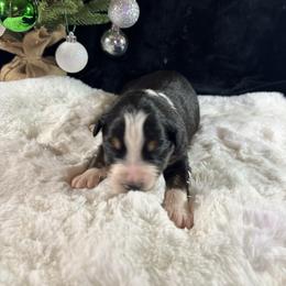 Black tri 1 - Black tri-color male Australian Shepherd puppy in Loganville, Georgia from Howell Aussies