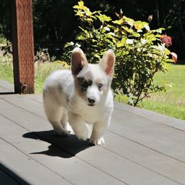 American Corgi and Pembroke Welsh Corgi Puppies from Elk Ridge Corgis