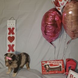 Girl 3 - Australian Shepherd puppy in Cochise County, Arizona from 2Morrows Aussies