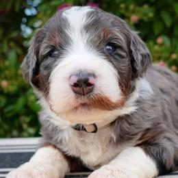 Cypress - Merle female Bernedoodle puppy in Folsom, Louisiana from DoodlesFarmCo