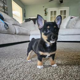 American Corgi and Pembroke Welsh Corgi Puppies from Koko's Kennels
