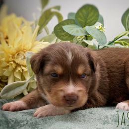 Jasper - Red tri-color male Australian Shepherd puppy in Petersburg, Indiana from Royal Aussie’s