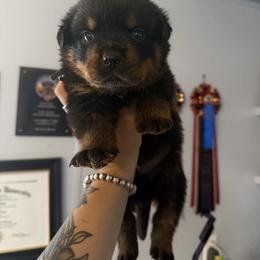 Boy 2 - Black and mahogany male Rottweiler puppy in Cleveland, Texas from Vom Haus Fantasy Rottweiler Kennel