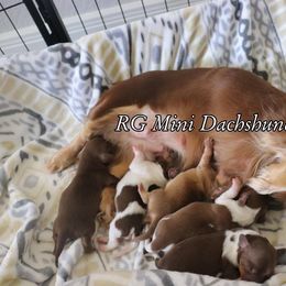 Dachshund Puppies from RG Mini Dachshunds
