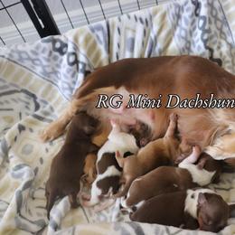 Dachshund Puppies from RG Mini Dachshunds