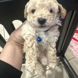 Armani - Apricot male Maltipoo puppy in Apple Valley, California from Boujeepups