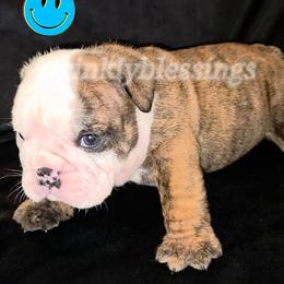 Ace - Red brindle and white male Bulldog puppy in Granville, Iowa from Wrinkly Blessings English Bulldogs