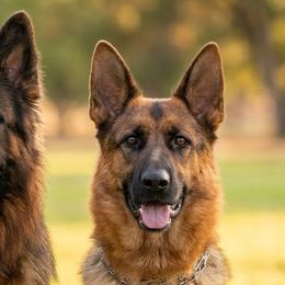 German Shepherds from Purebred Elite Shepherds