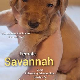 Goldendoodle Puppies from Stacy Warwick
