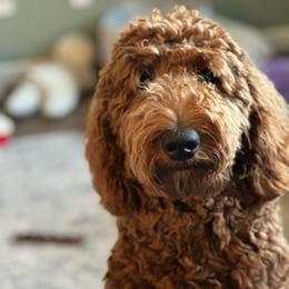 Lady Anastasia - Goldendoodle