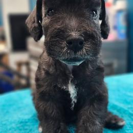 Glinda - Blue female Bedlington Terrier puppy in Rincon, Georgia from Prismic Bedlington Terriers