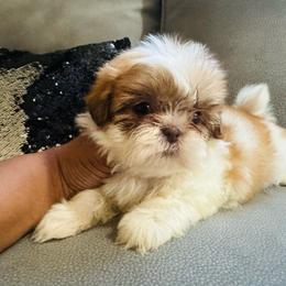 Jessie - Red and white female Shih Tzu puppy in Detroit, Michigan from Friends4everkennel LLC