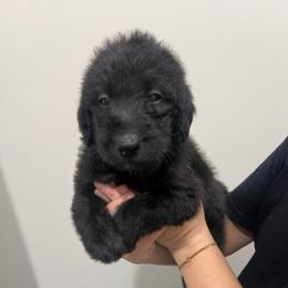 Dasher - Black male Labradoodle puppy in Monticello, Georgia from Daylin’s Doodles & Labradors