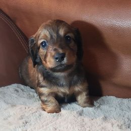 Red boy - Red male Dachshund puppy in Osawatomie, Kansas from Lindsays long haired doxies