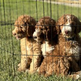 Poodles from Fancy Poodles