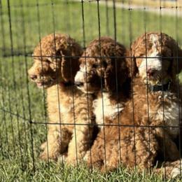 Poodles from Fancy Poodles