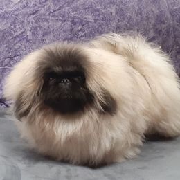 BUGSY - Pekingese