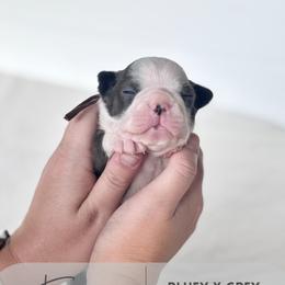 Eveee - Blue female Boston Terrier puppy in West Jefferson, Ohio from Kline Kennels