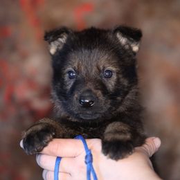 Odin - Sable male German Shepherd puppy in Augusta, West Virginia from Vom Haus Highlands