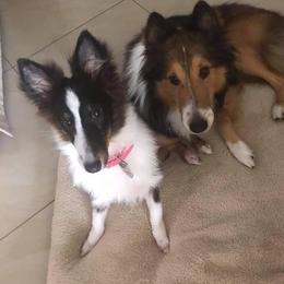 Shetland Sheepdog Puppies from K&A Shetlands Sheepdog's