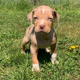 Female 3 - Red merle female Catahoula Leopard Dog puppy in Gadsden, Alabama from Rich Cat’s