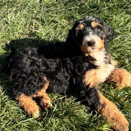 Gaston - Bernedoodle puppy from Starlight Bernedoodles