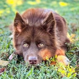 Zeus - Siberian Husky