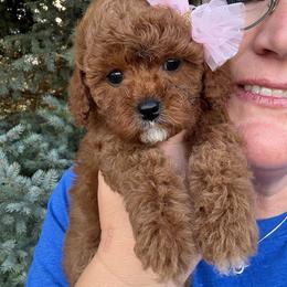 Sally - Red female Cavapoo puppy in Mona, Utah from Hearts Full of Puppies
