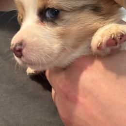 Laney - Blue merle and white female American Corgi puppy in Orangevale, California from Corgis of the Heart