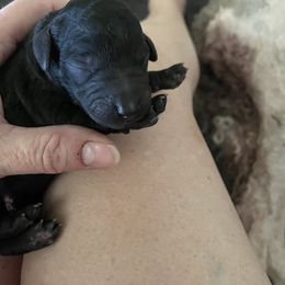 Girl 1 - Labradoodle puppy in Fresno, California from Our Lovable Labradoodles