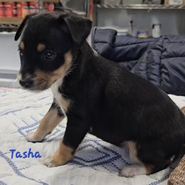 Tasha - Black white and tan female Rat Terrier puppy in Divide, Colorado from Outlaw Farm and Kennel