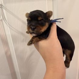 Kovu - Black and tan male Yorkshire Terrier puppy in Georgia from Nalley Kennels