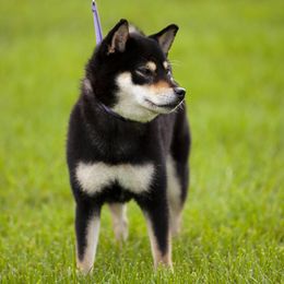 Shiba Inu All Grown Up from Boomlay Shiba