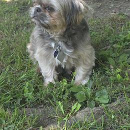 Sapphire - Shih Tzu